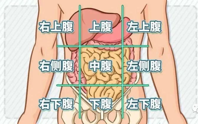腹部分区九分法图片